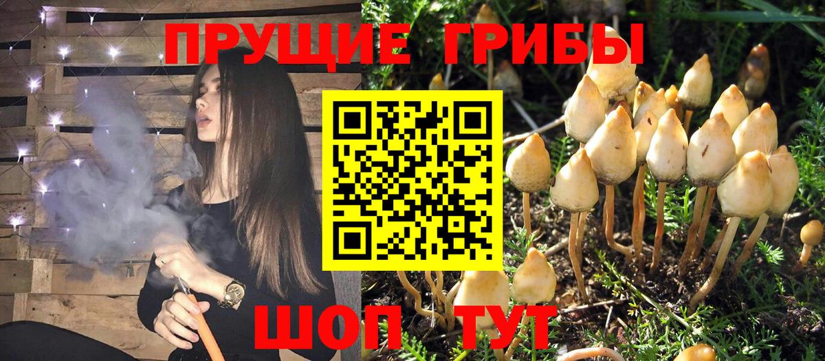 Галлюциногенные грибы Psilocybine cubensis  Вход с VPN  Кинель  что такое наркотик  Псилоцибиновые грибы ЛСД 
